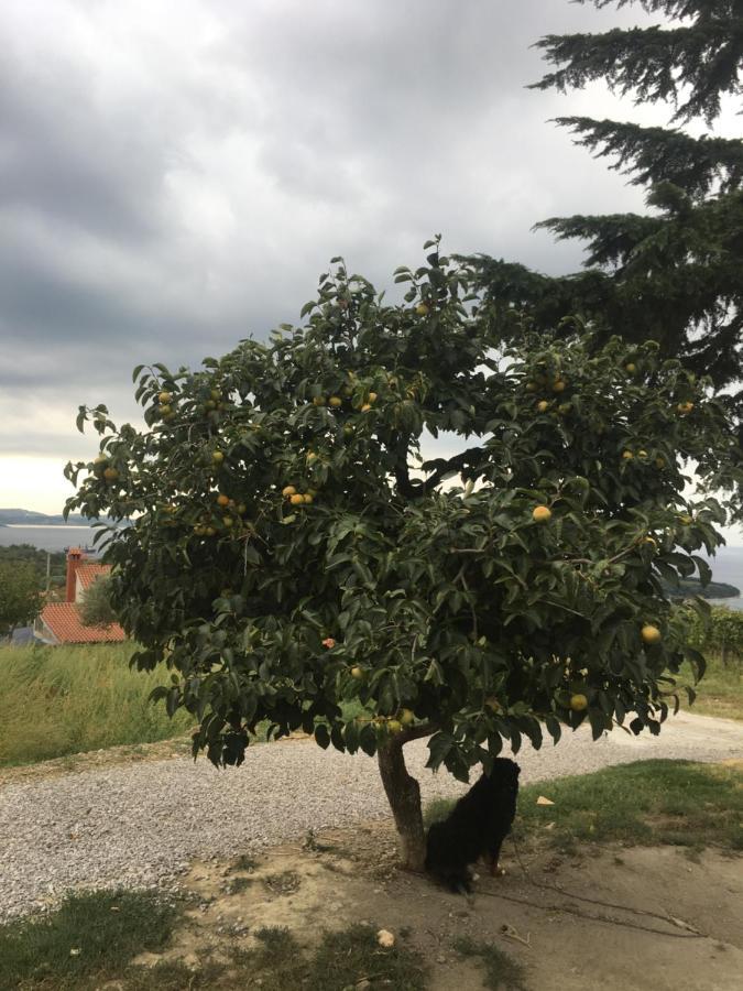 Apartmán Bella Vista Ankaran Exteriér fotografie